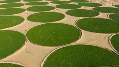 Agriculture dans le Sahara en Algérie
