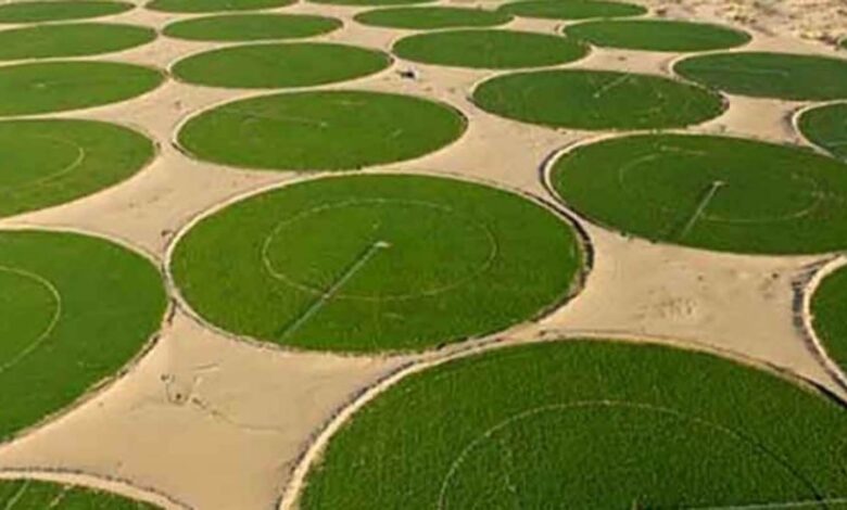 Agriculture dans le Sahara en Algérie